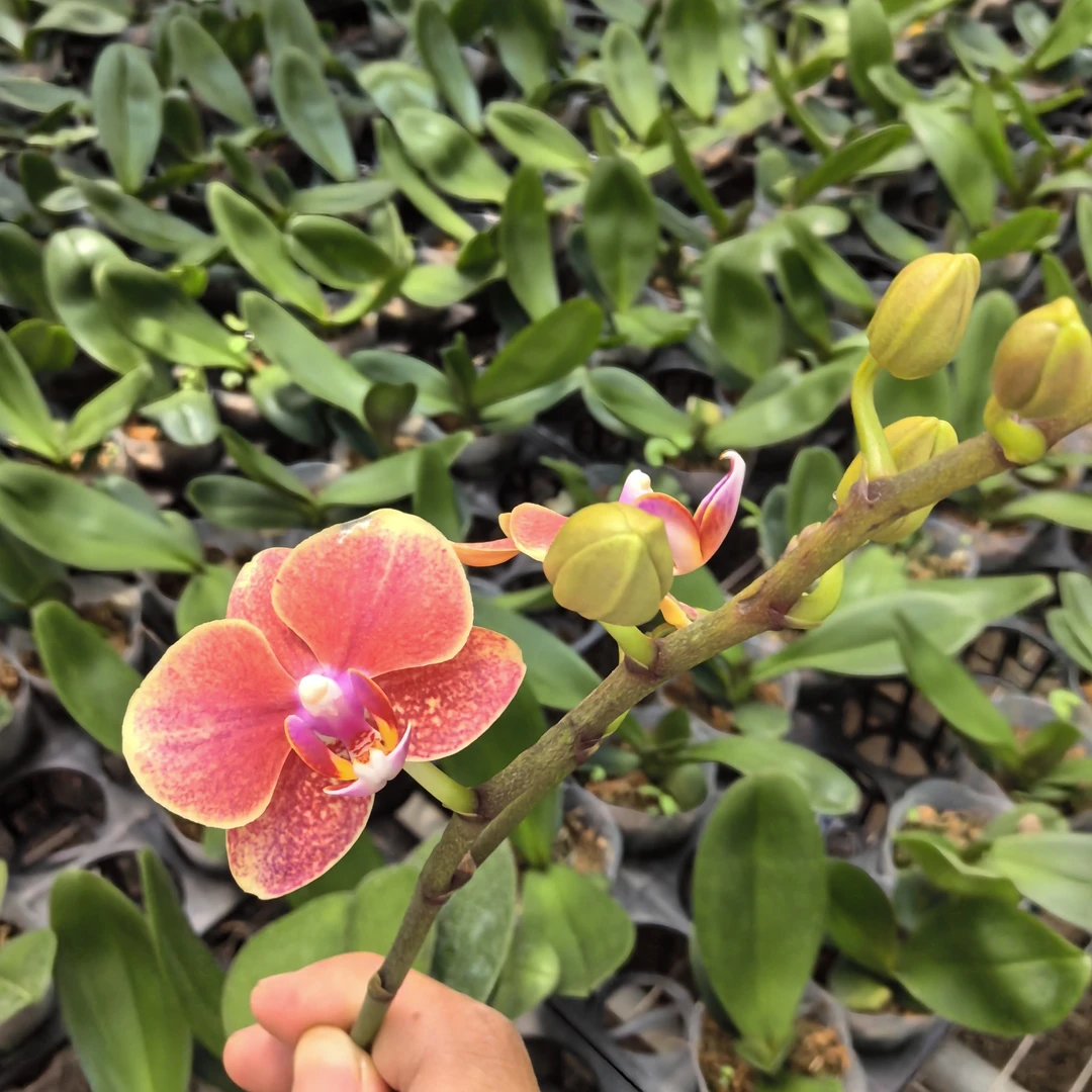 植趣【金蝶】蝴蝶兰花后苗花期超长