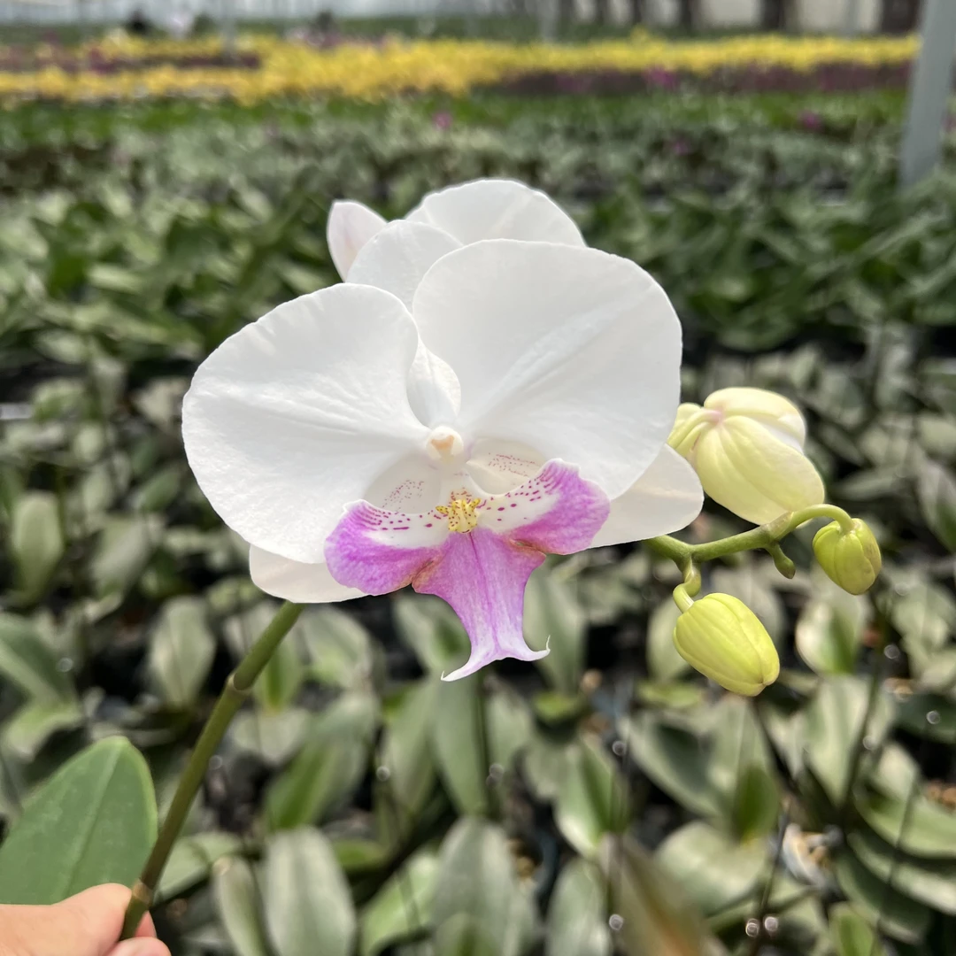 蝴蝶兰【欧品茶花女】白花大舌头3.0加高双剑苗 超成熟