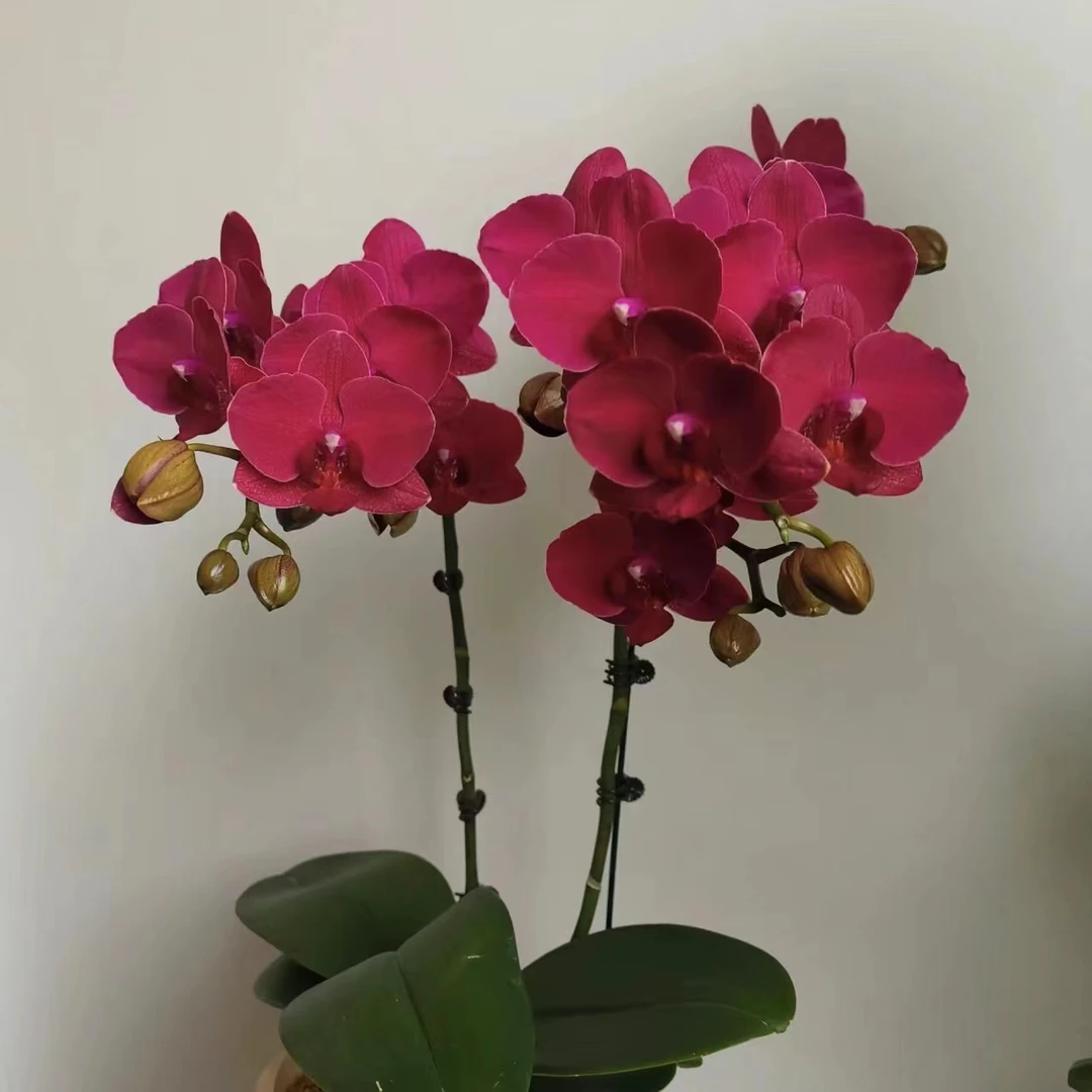 植趣【安祖蒙特勒】蝴蝶兰3.5加高双剑苗 花期半年叶片开裂不售后