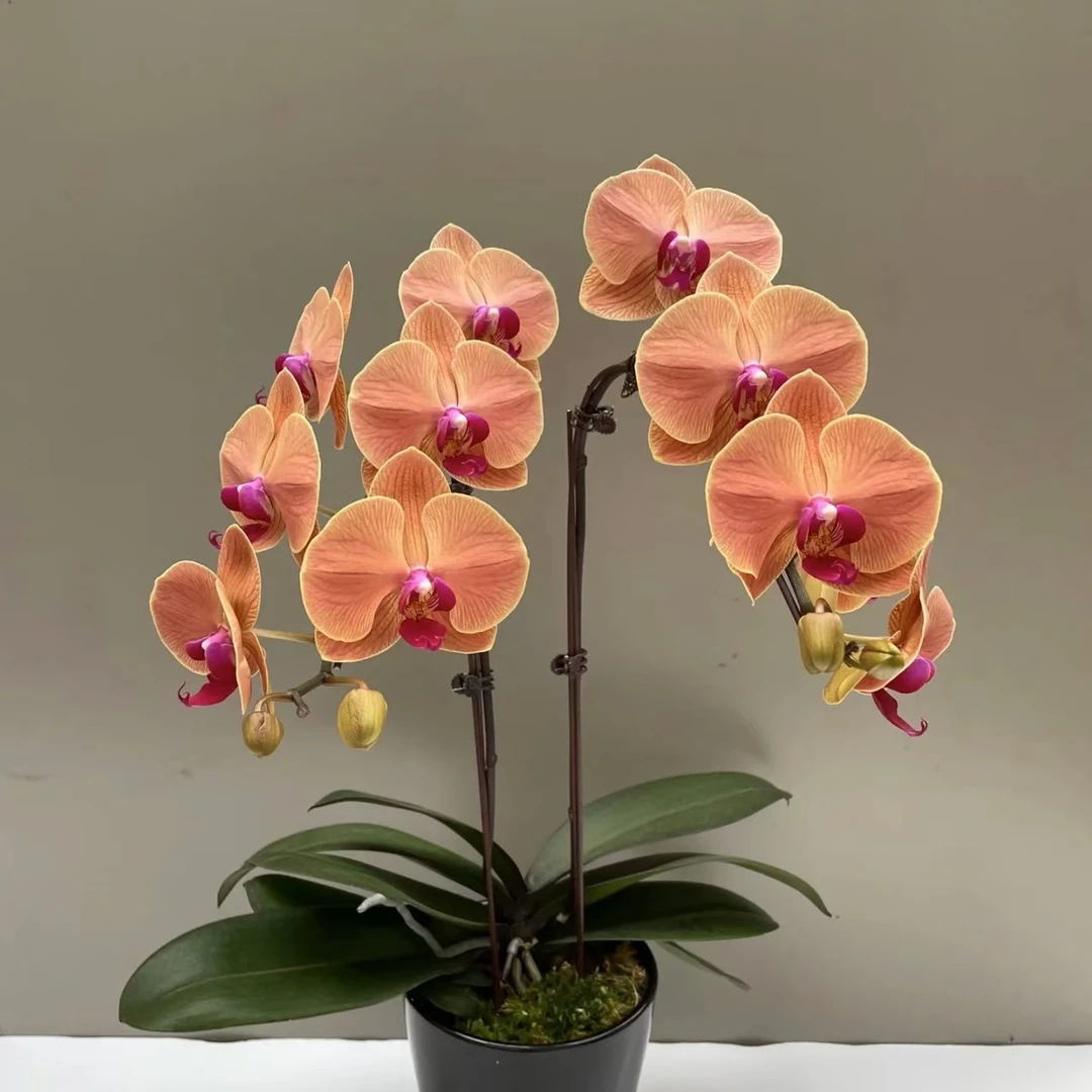 植趣【金如意】橘黄蝴蝶兰3.5寸单剑开花株