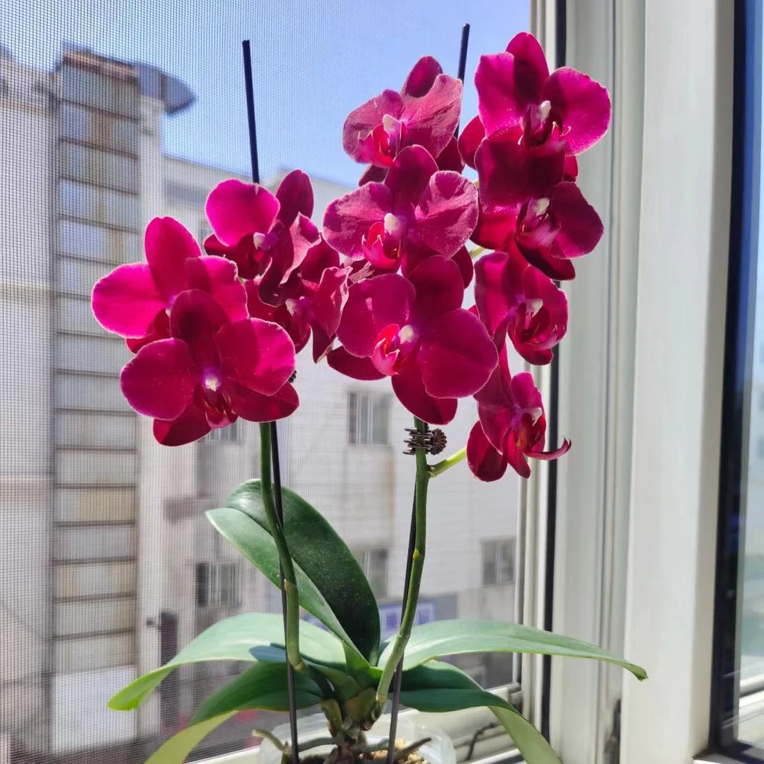 植趣【小拉菲】蝴蝶兰抽剑大苗单剑