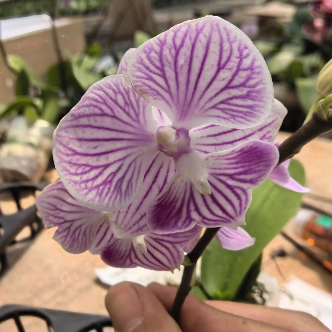 植趣【超群小可爱】蝴蝶兰抽剑苗花苞株