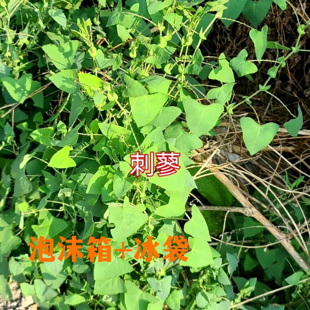 广西野生新鲜杠板归蛇倒退草蛇不过