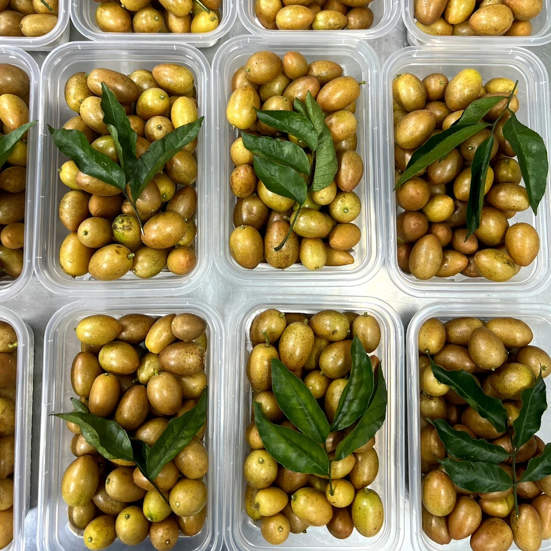 广西新鲜黄皮果现摘现发黄皮果干