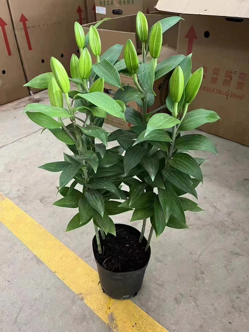 百合多头百合花盆栽带花苞大苗年宵花四季花卉浓香型鲜花直发成品