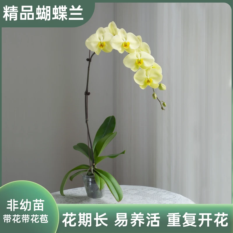 【3棵超大蝴蝶兰】室内花卉盆栽 办公室空气盆栽绿植微瑕B级