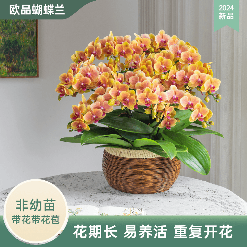 甄选蝴蝶兰【亲爱的】超大盆室内花卉婚礼宴请前台绿植开业乔迁礼物