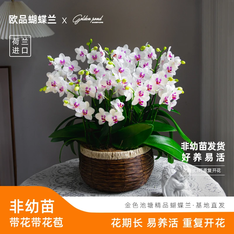蝴蝶兰【钢琴师】室内花卉盆栽带花带花苞客厅前台绿植花【顺丰包邮】