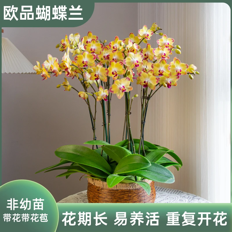 蝴蝶兰【金玉满堂】室内花卉盆栽婚礼宴请客厅前台办公室带花带花苞