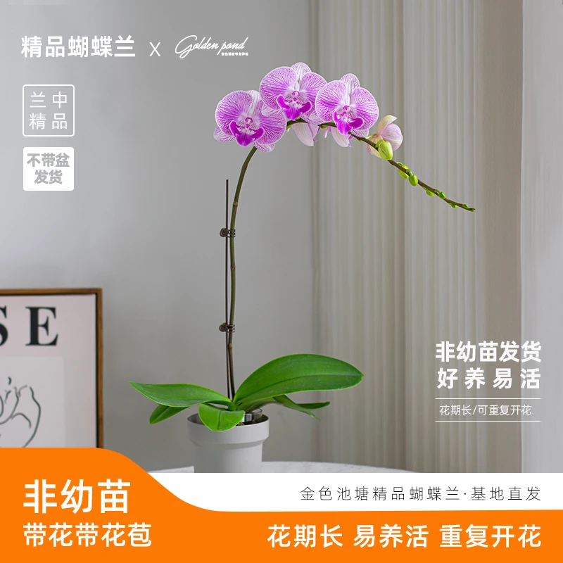 蝴蝶兰【奥斯汀】】室内花卉盆栽带花带花苞 基地