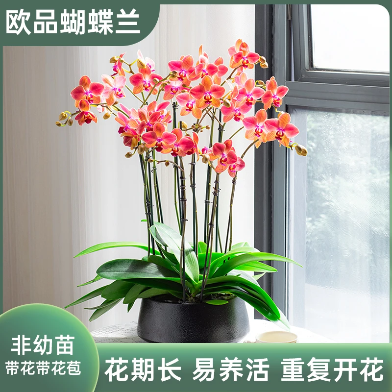 蝴蝶兰【三文鱼】黑盆室内花卉盆栽基地带花带花苞客厅进口乔迁礼物