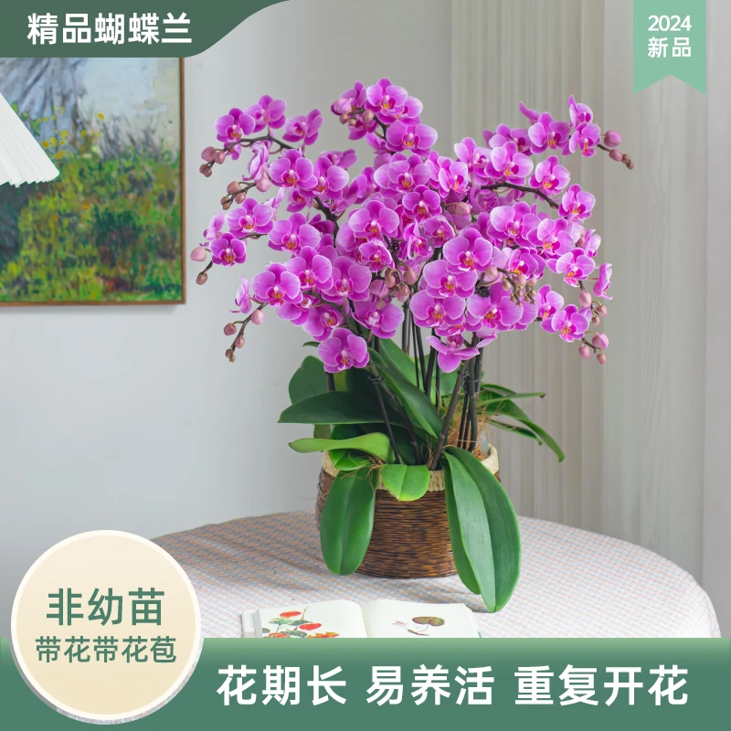 甄选蝴蝶兰【粉可爱】大盆开花花卉盆栽客厅办公室带花带花苞种植