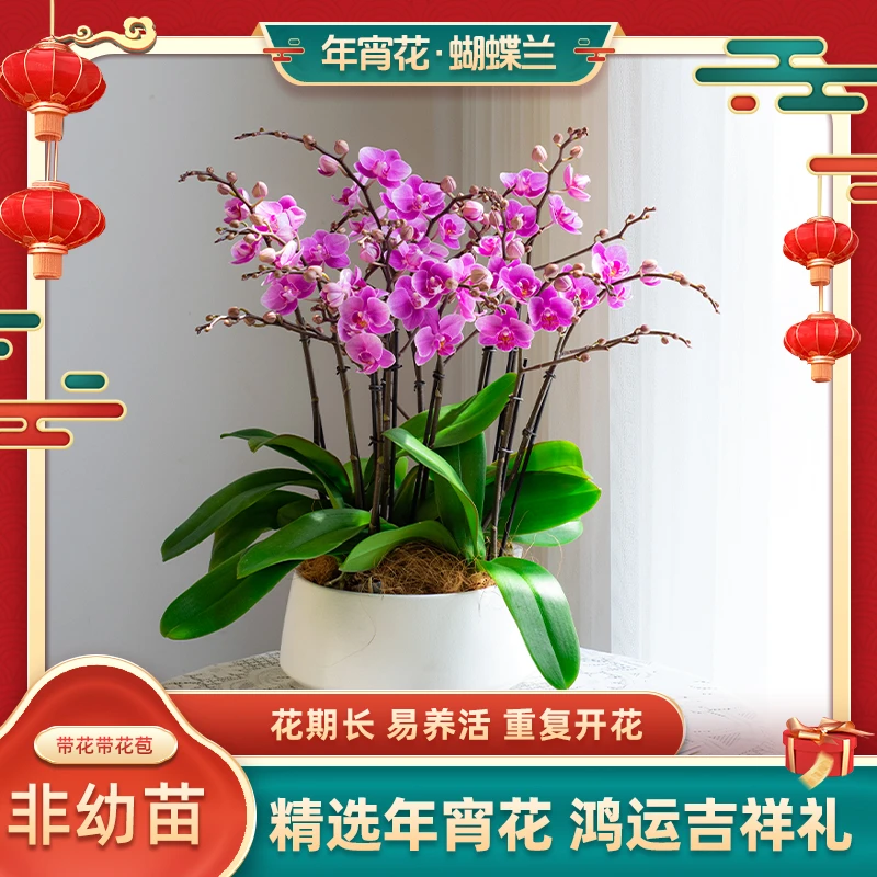 蝴蝶兰【粉可爱】大盆室内花卉盆栽客厅办公室 带花带花苞种植基地