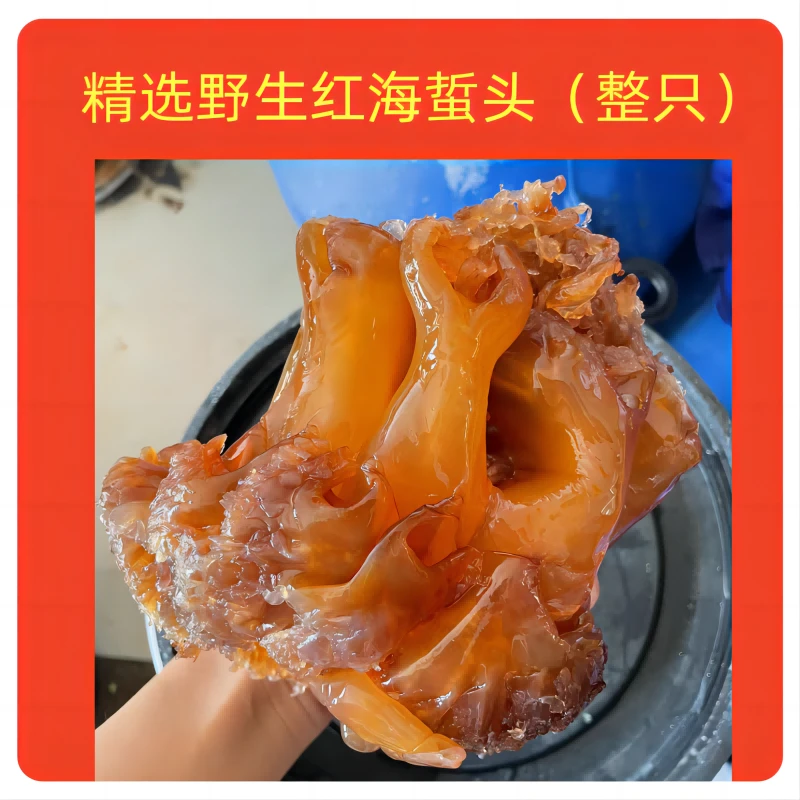 野生红海蜇头整头5斤桶装爽脆凉拌菜东台特产