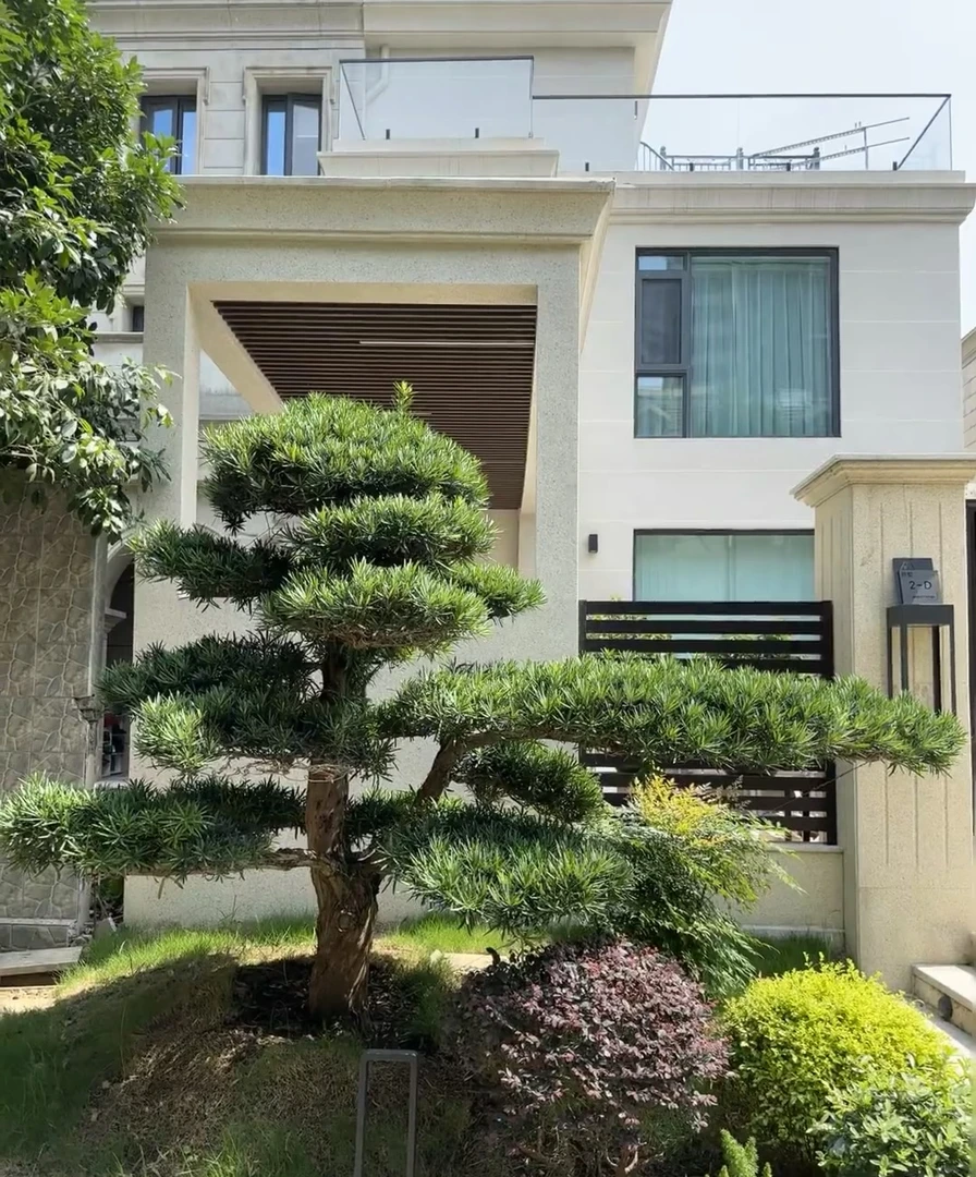 造型罗汉松别墅庭院盆栽地栽盆景绿植