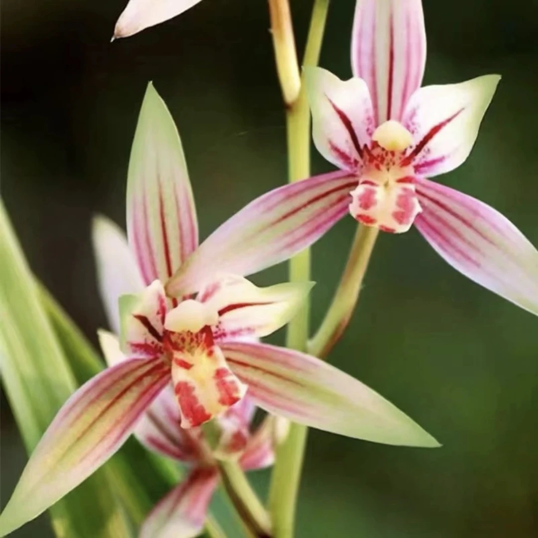 【带花苞 黄金彩虹】带花建兰室内花卉绿植盆栽好养易活