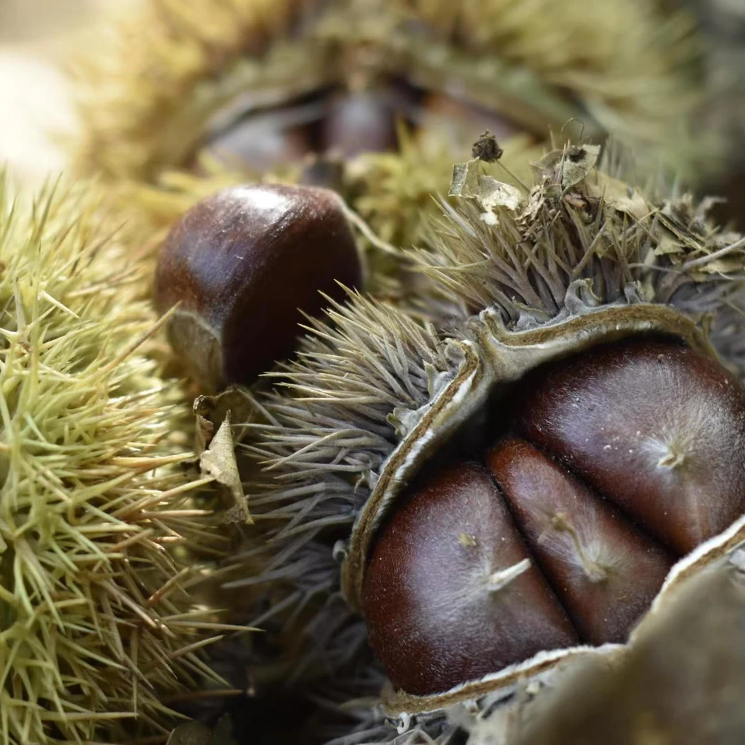 2025年新下树的长阳高山优质小板栗，软糯香甜