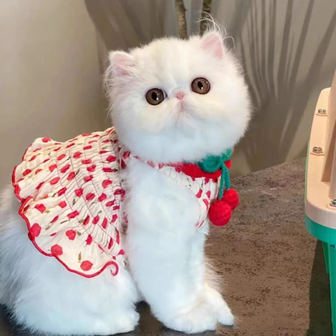 狗狗宠物衣服夏季吊带裙子比熊泰迪狗小狗猫咪公主背心裙可爱