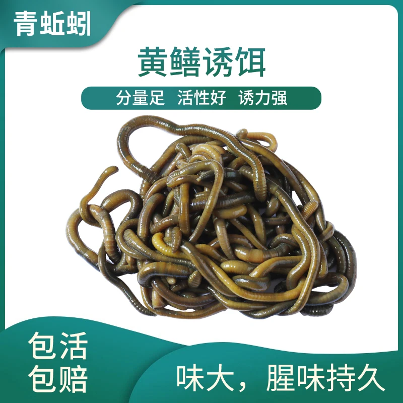 垂钓便宜特大号活饵新鲜浓腥味青黑臭骚蚯蚓钓鱼蚯蚓批发蚯蚓饵料