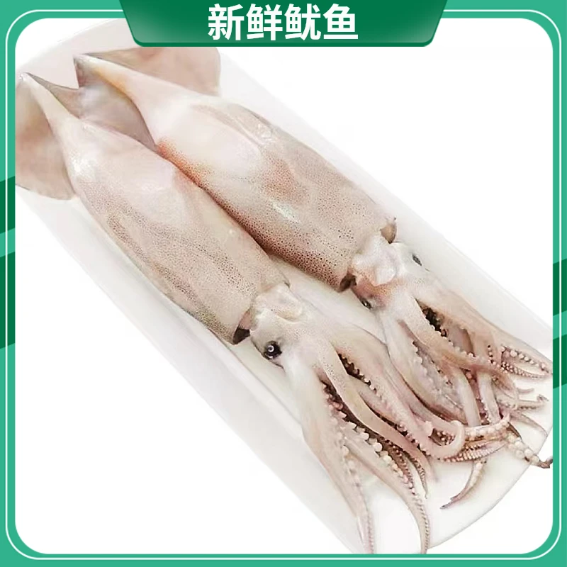 野生海捕大号新鲜鱿鱼鲜活大管整条冷冻生鲜海鲜烧烤火锅食材批发