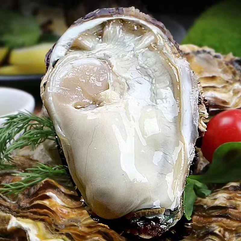 深海新鲜大个生蚝鲜活超大海蛎子牡蛎（每只约0.5斤）海鲜水产6斤