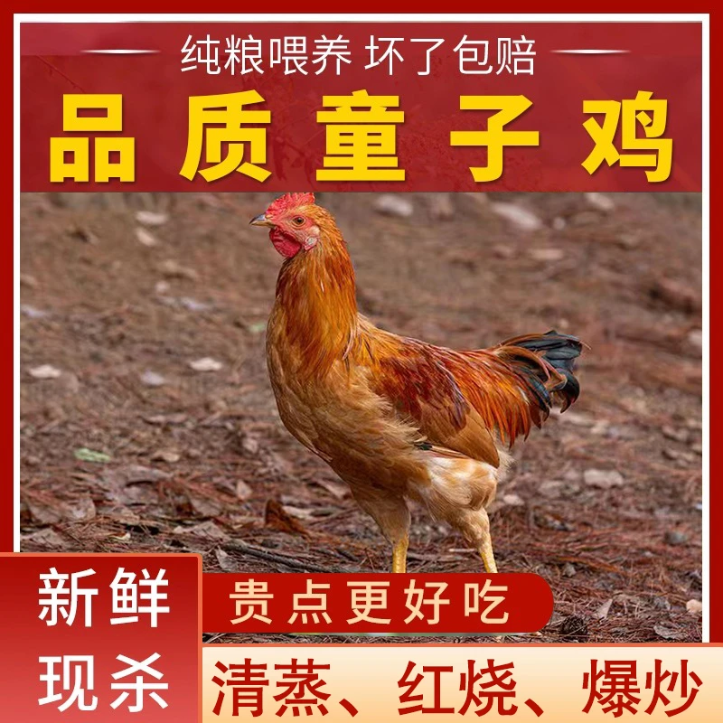 【土鸡哥】农家放养100天黄脚童子鸡 红烧 爆炒 5只总重7.5斤