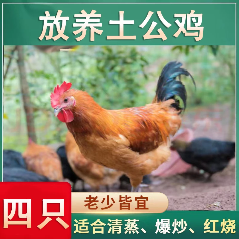 【小邢哥】 农家散养土公鸡4只净重10斤