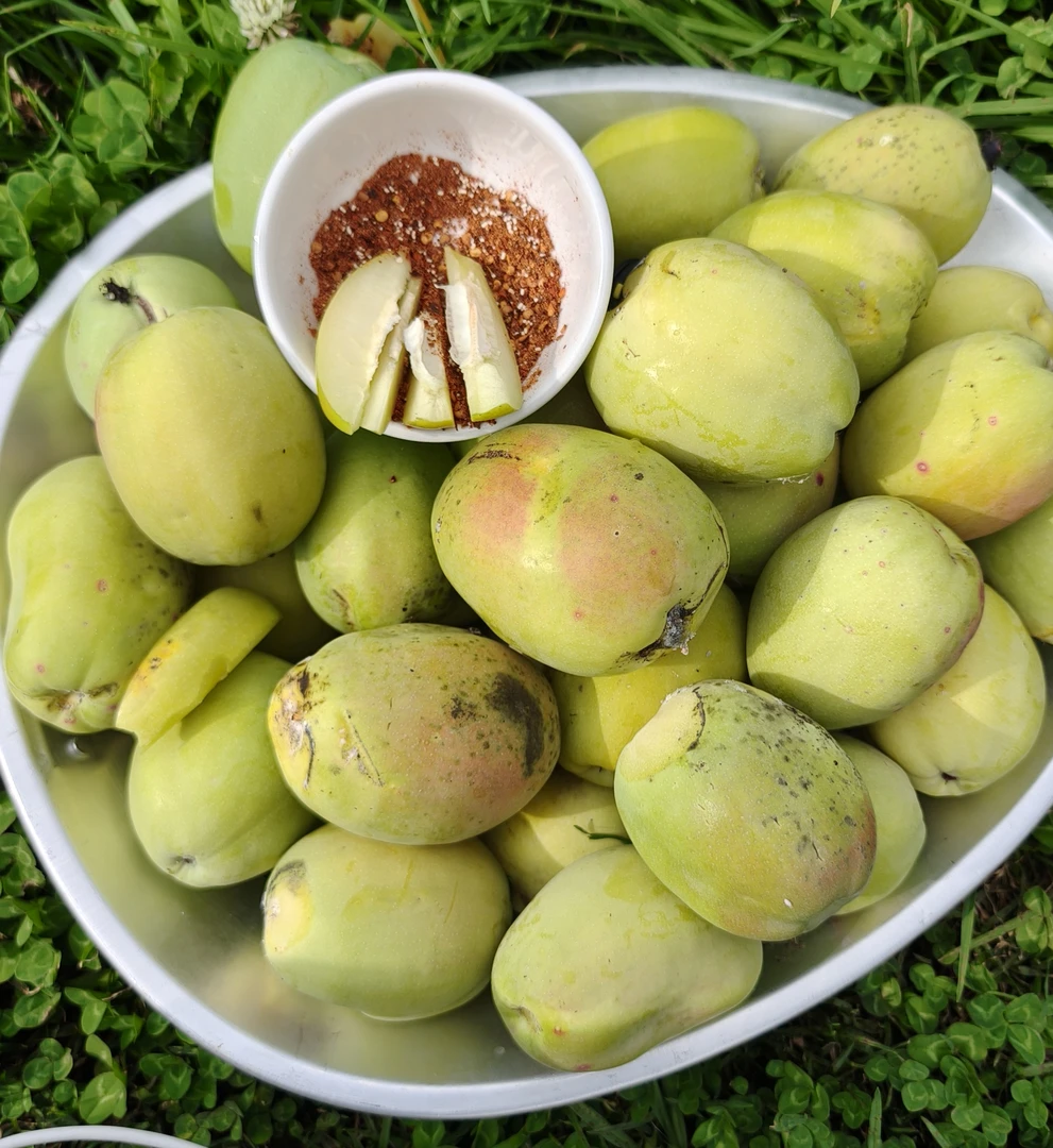 云南酸木瓜红花木瓜 2025年新果现摘现发 生吃做菜泡酒 酸水果