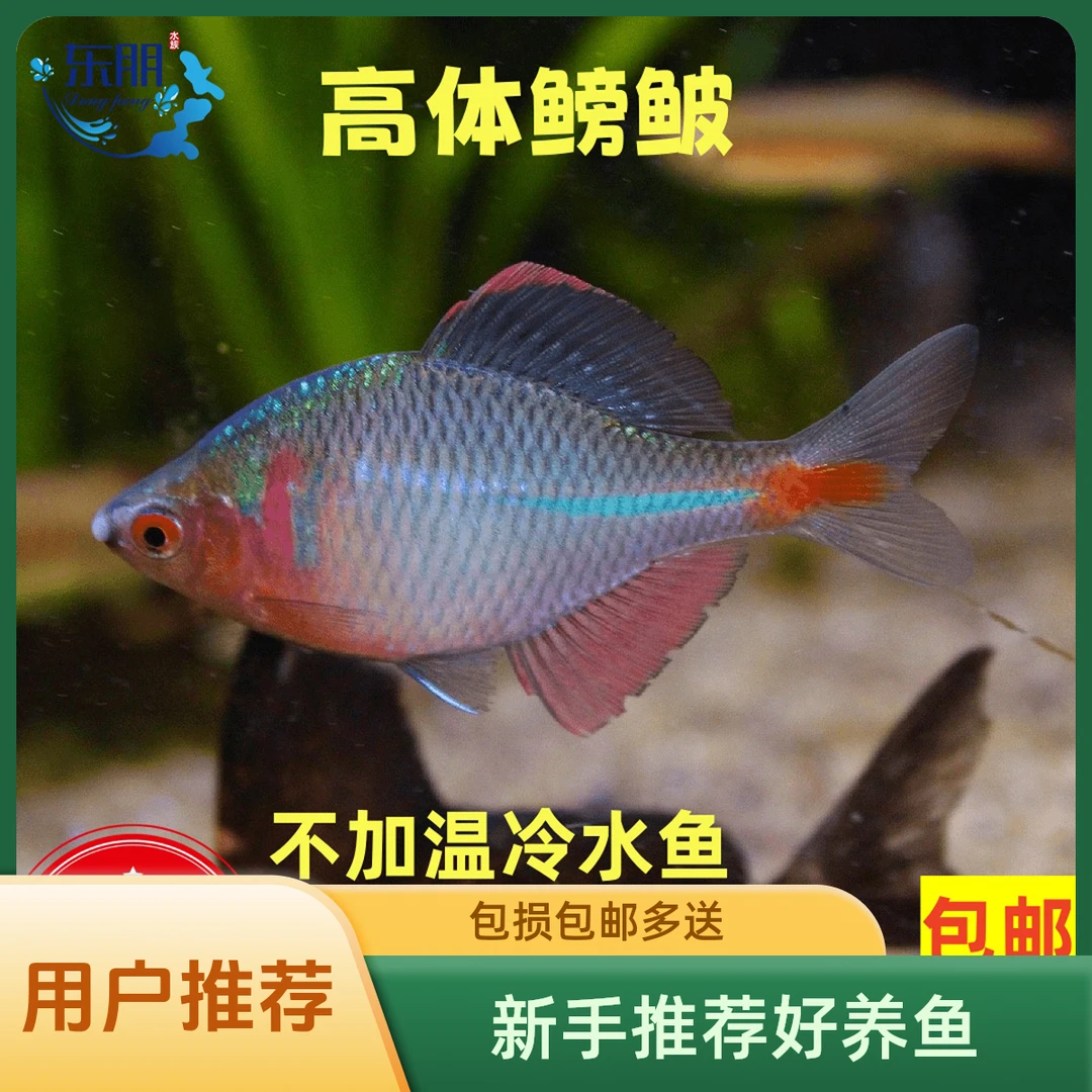七彩高体鳑鲏鱼原生鱼不加温皮实好养鱼缸新手推荐包邮包损多送