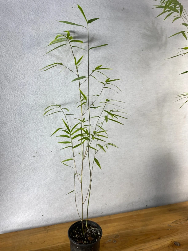 竹子阳台盆景室内植物盆栽客厅办公室庭院种植花卉盆景四季常青
