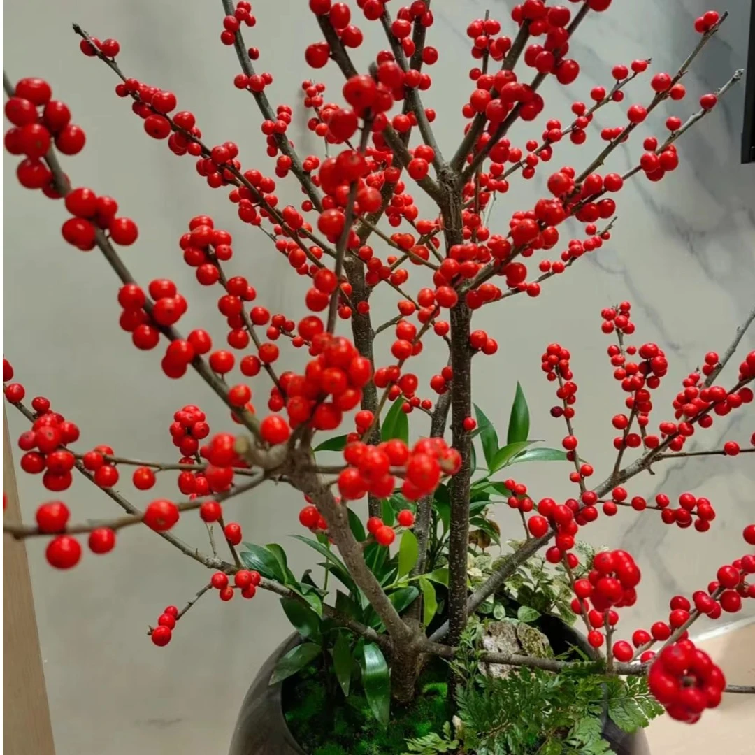 【冬青】云南昆明斗南基地直发绿植盆栽一物一拍