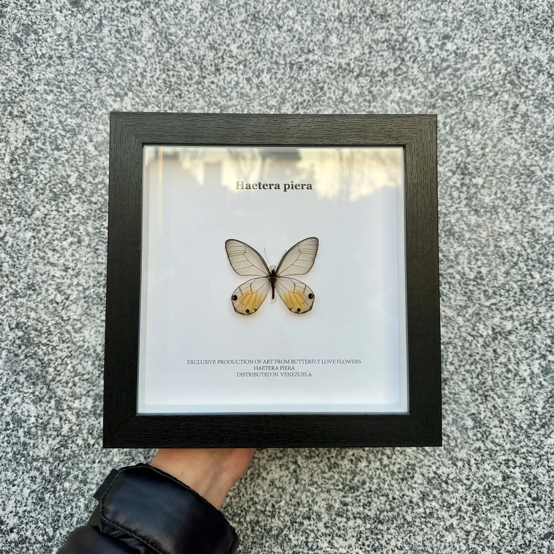 A1黄晶眼蝶真蝴蝶相框标本玄关客厅卧室沙发背景装饰画挂画7寸