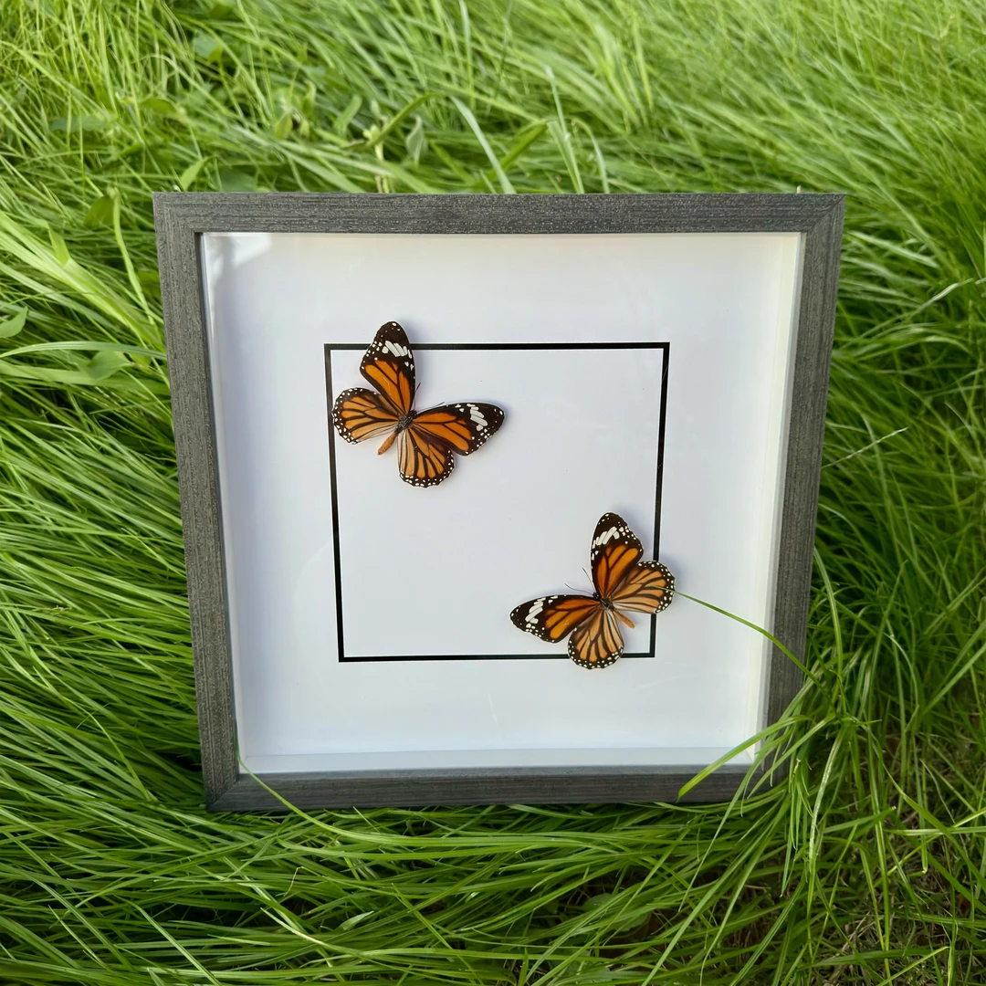 虎斑蝶一对真蝴蝶相框标本玄关客厅卧室沙发背景装饰画挂画10寸