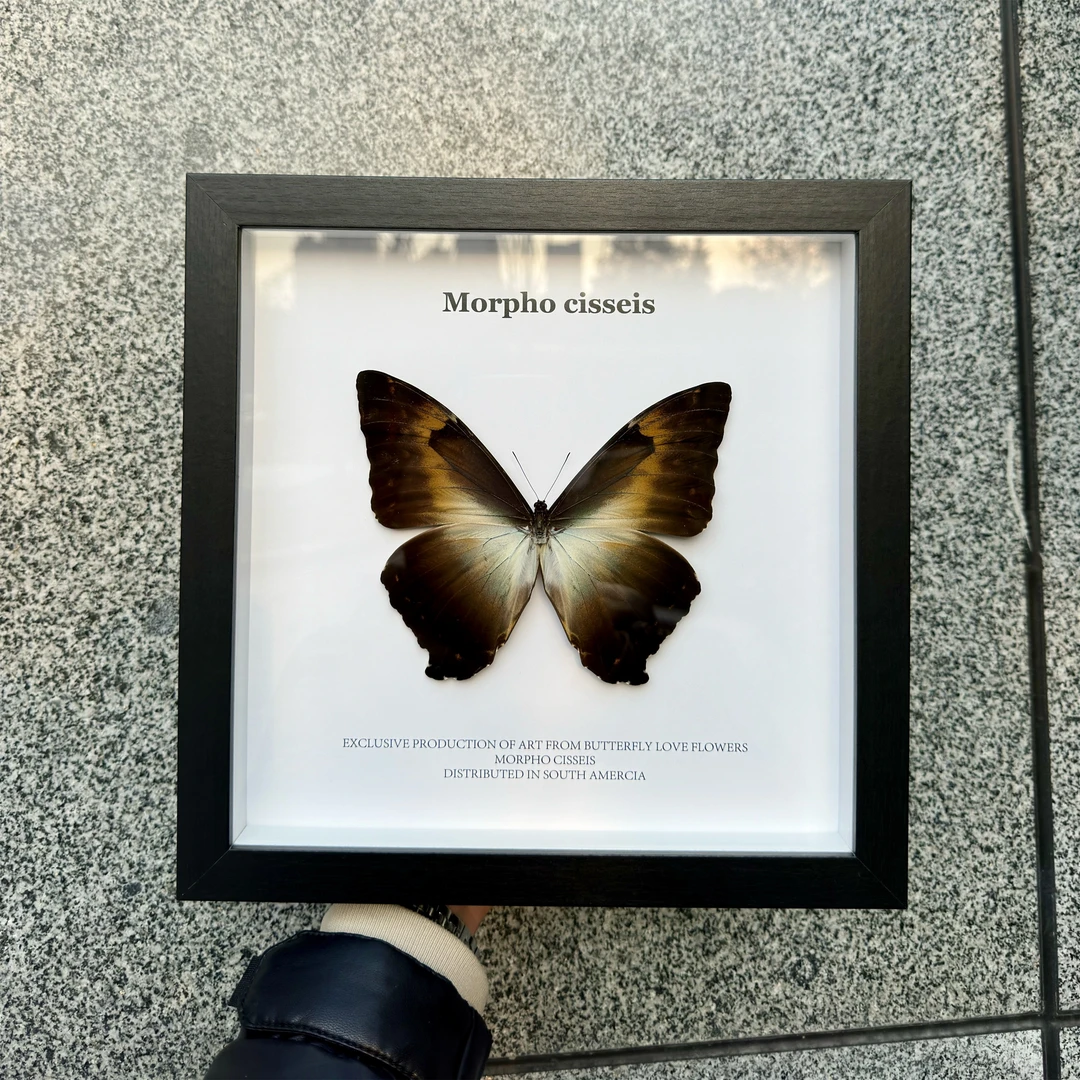 月神闪蝶真蝴蝶相框标本玄关客厅沙发背景装饰画挂画正方形10寸