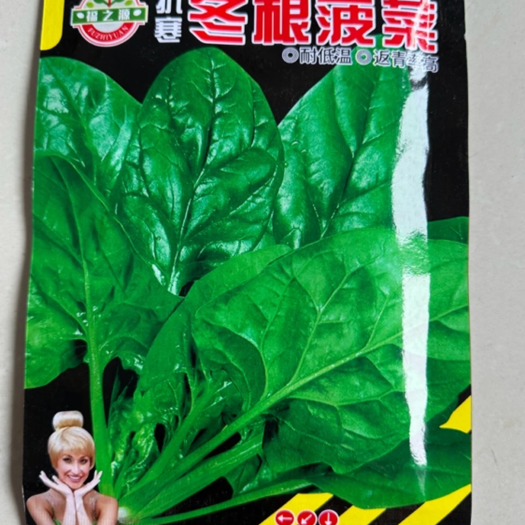 耐寒冬根菠菜，四季种植