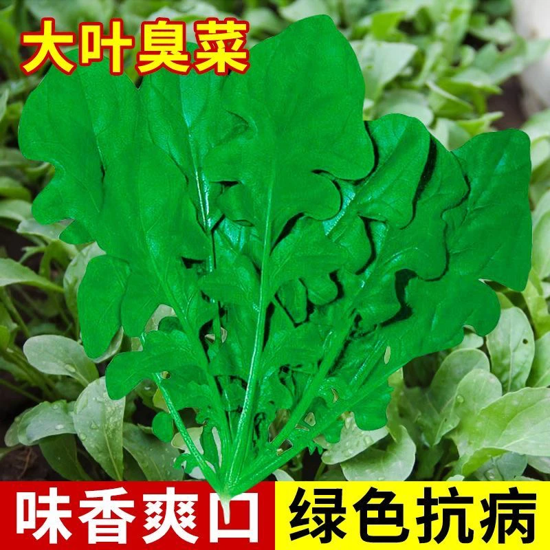 大叶臭菜种子东北芝麻菜籽臭菜籽春秋季盆栽阳台菜园野菜蔬菜种子