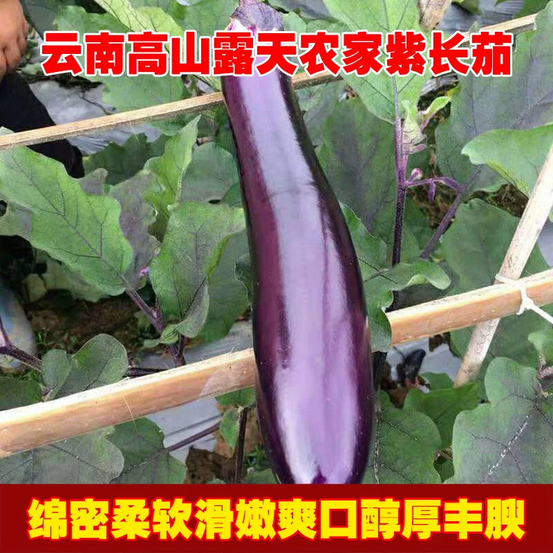 云南高山露天紫色长茄子新鲜现摘整箱包邮时令蔬菜批发农家种植