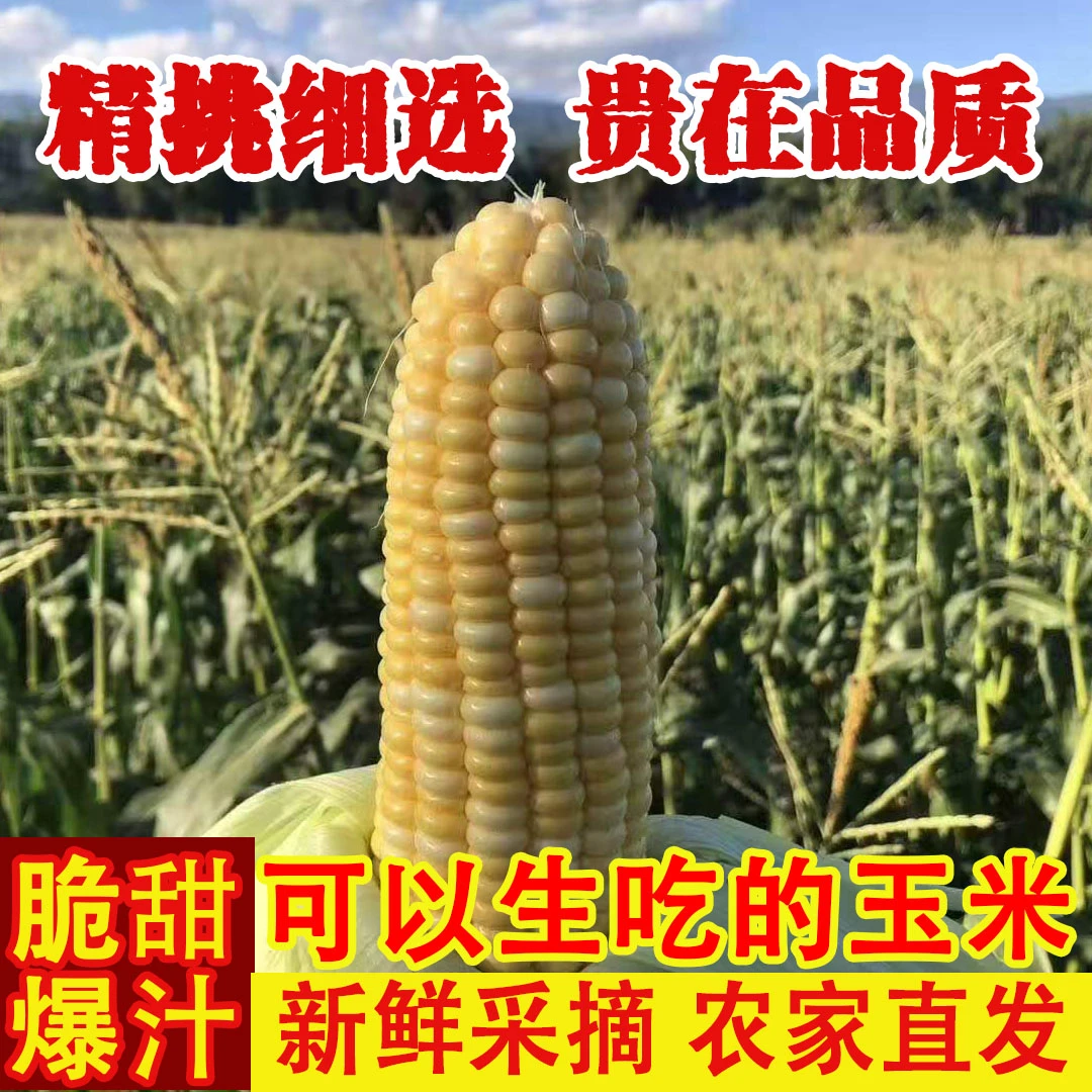 正宗双色水果玉米棒金银甜脆脆嫩包谷生吃鲜食玉米非转基因甜玉米