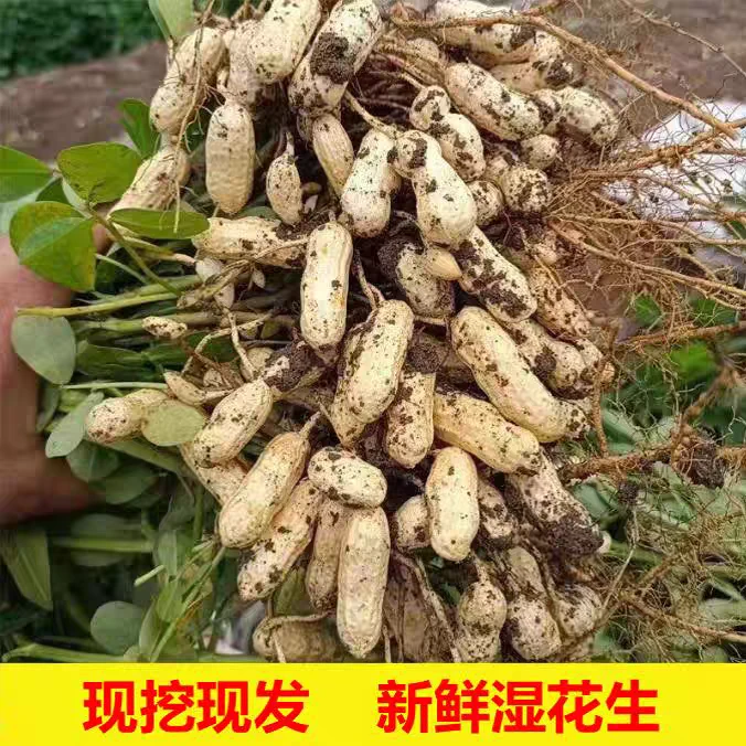 当季鲜花生人工精挑精选 ，人工要精挑两遍，现挖现发货