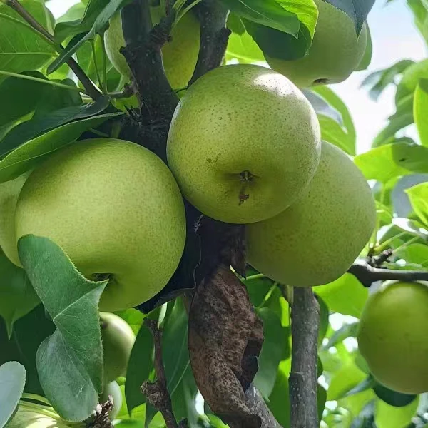 青梨翠玉蜜梨，脆甜多汁，现摘现发，五斤