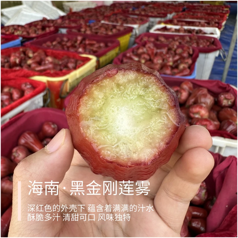 高山莲雾 黑金刚/香水芭比3斤装 海南现摘 坏果包赔 清甜有风味