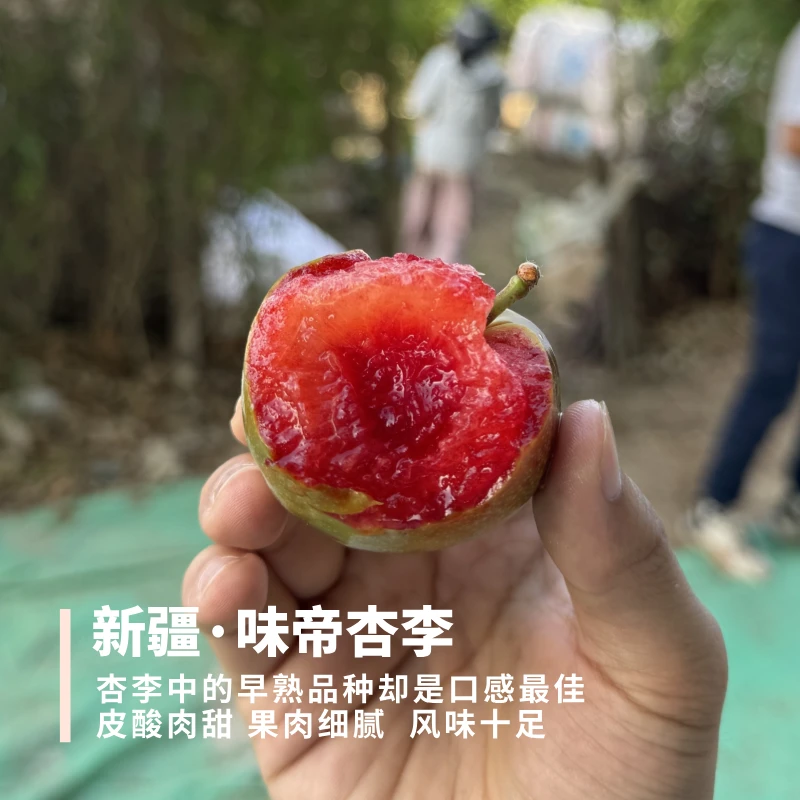【冷藏后吃】味帝杏李 新疆 皮带酸味 果肉纯甜 风味十足 京东空运