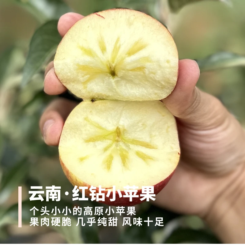红钻小苹果  云南红露的升级版 个小果肉硬脆更香甜可口 3斤装