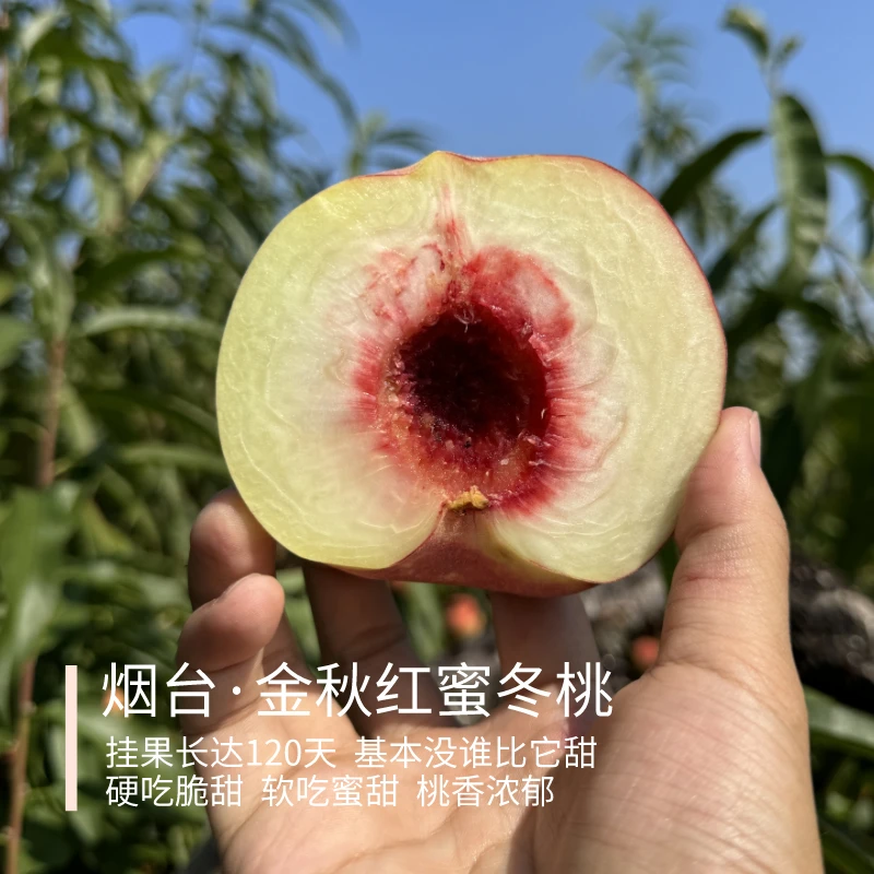 金秋红蜜·冬桃4.5斤 山东烟台 硬吃脆甜 软吃蜜甜 桃香浓郁 顺丰