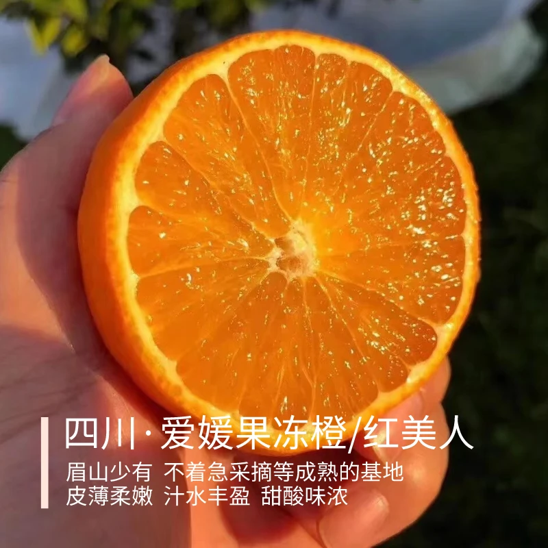 爱媛果冻橙/红美人 四川眉山 甜酸味浓 皮薄柔嫩 汁水丰盈 4.8斤