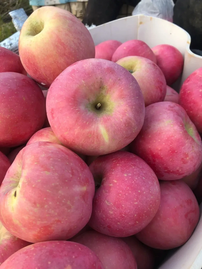 烟台富士苹果19.9元3斤左右