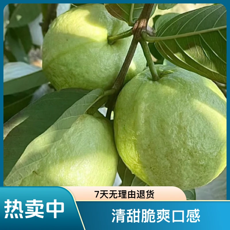 新鲜采摘白心番石榴清甜脆爽应季茂名新安番石榴果园直发低糖控糖