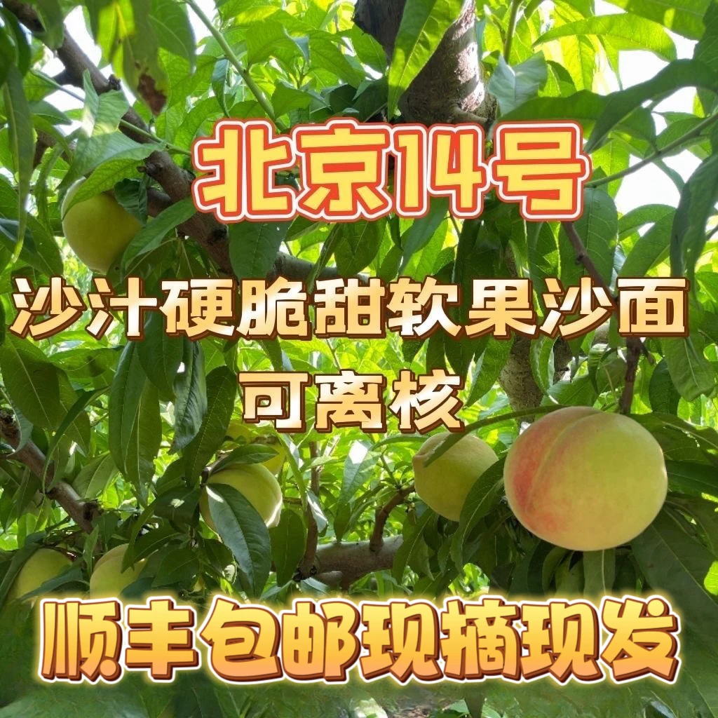 【汇峰农场】正宗北京十四号桃净重（顺丰包邮）