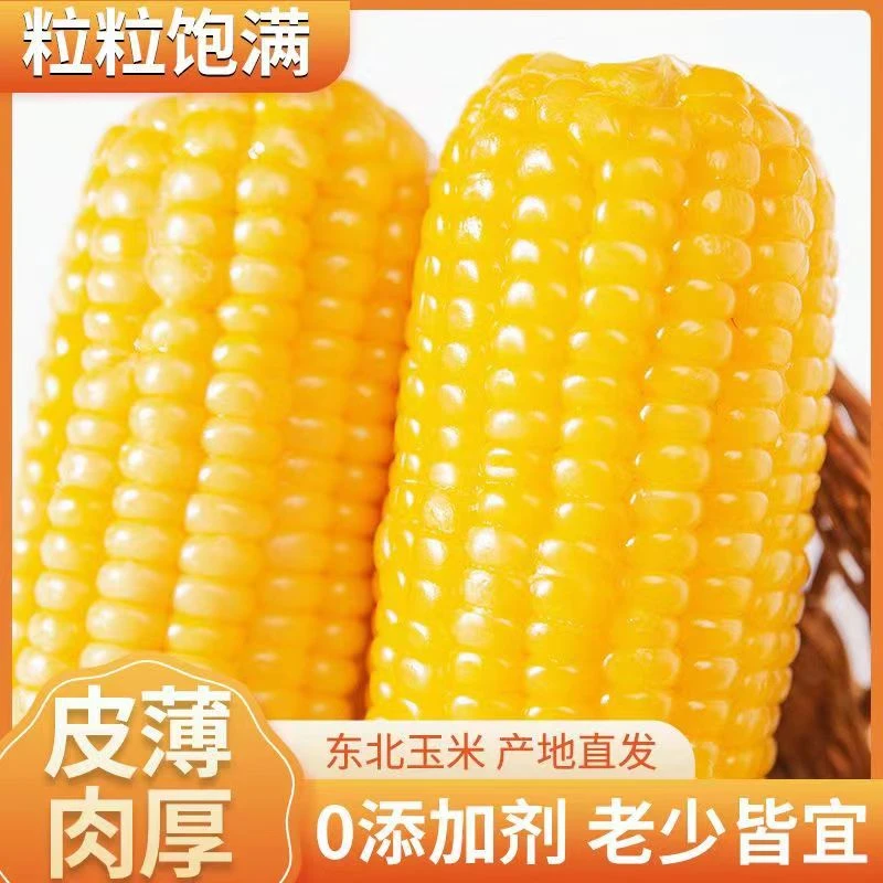 东北黄糯玉米棒10-14根 玉米棒每箱4-6斤装
