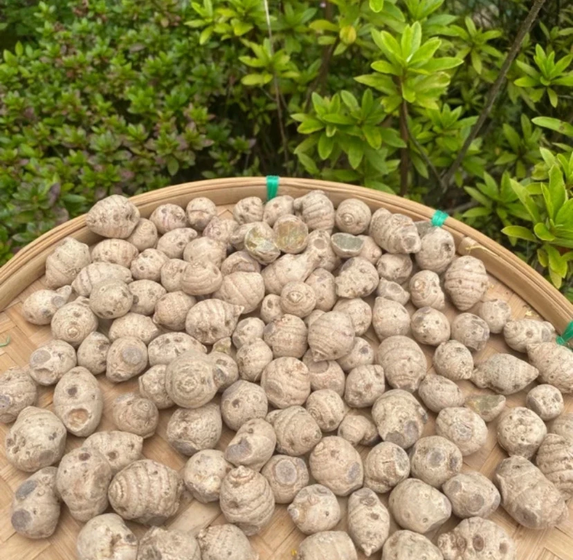 【W土特产】雪/三七